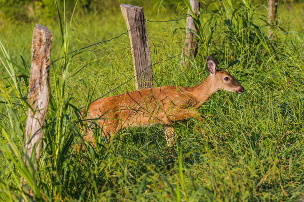 A baby dear passing under the fence by Aperture Adventure Delaney Van