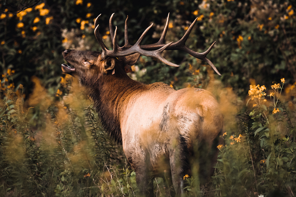 Adult Male Elk Dark and Moody by Aperture Adventure Delaney Van