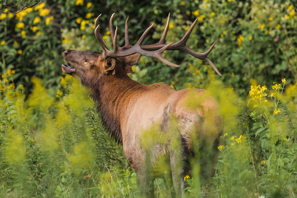 Adult Male Elk by Aperture Adventure Delaney Van