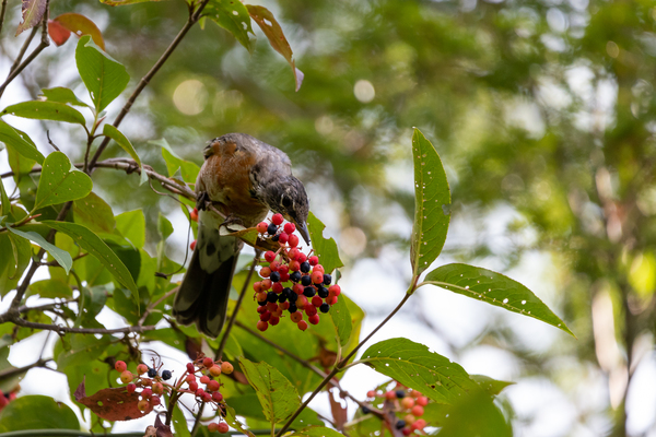 American Robin eating berries by Aperture Adventure Delaney Van