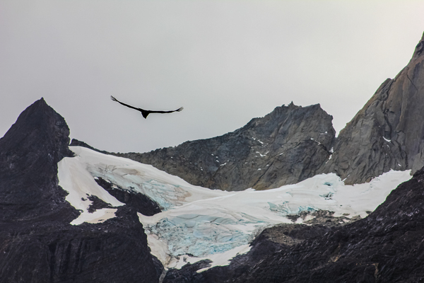 Bird flying over the Mountains in Patagonia by Aperture Adventure Delaney Van