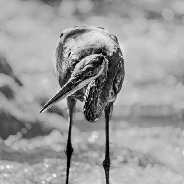 Black and White Heron by Aperture Adventure Delaney Van