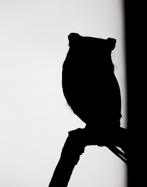 Black and White Screech Owl Silhouette  Print