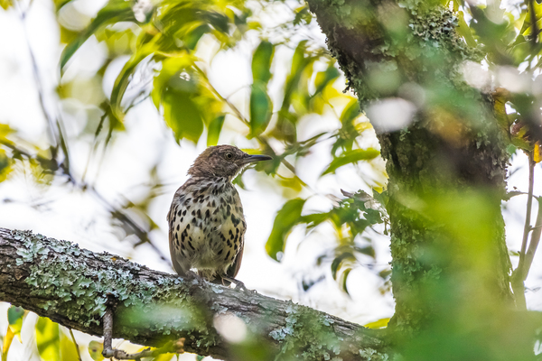 Brown Thrasher perched in a tree by Aperture Adventure Delaney Van