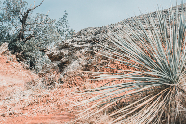 Cacti At Palo Duro Canyon Print