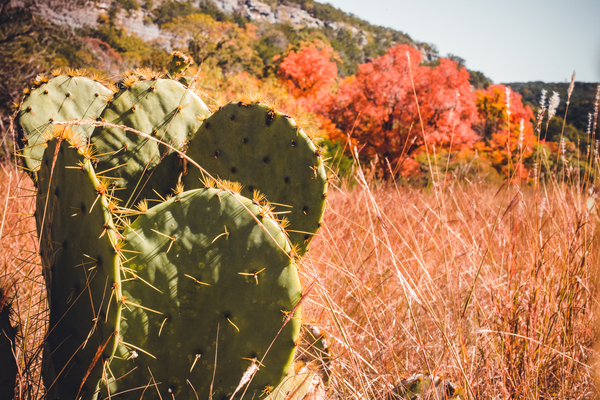 Cacti In The Fall Print