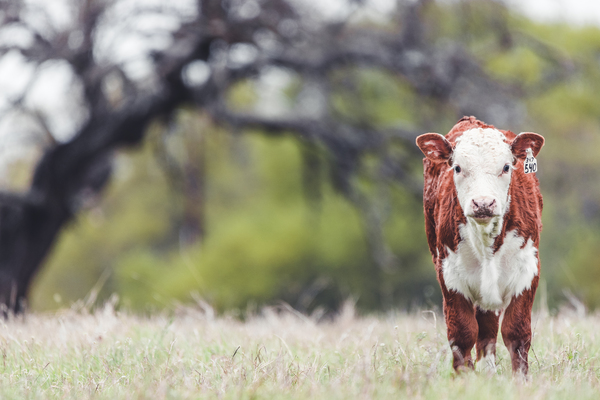 Calf in a field by Aperture Adventure Delaney Van