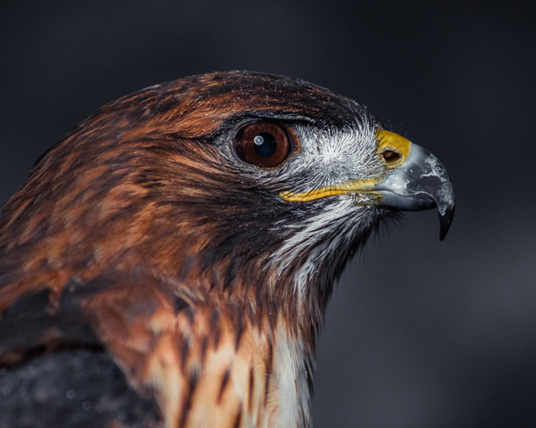 Close Up of a Red tailed Hawk s head by Aperture Adventure Delaney Van
