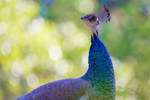 Closeup of a Peahen Head by Aperture Adventure Delaney Van