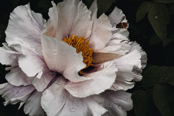 Common peony by Aperture Adventure Delaney Van
