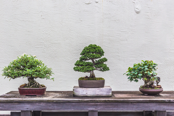 Display of Three Bonsai Trees by Aperture Adventure Delaney Van