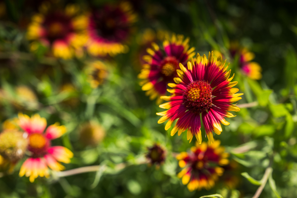 Firewheel Texas Wildlfower by Aperture Adventure Delaney Van