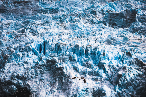 Glacier Garibaldi   Strait of Magellan Print