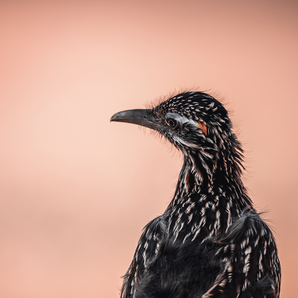 Greater Roadrunner Feathers Blow In the Wind by Aperture Adventure Delaney Van