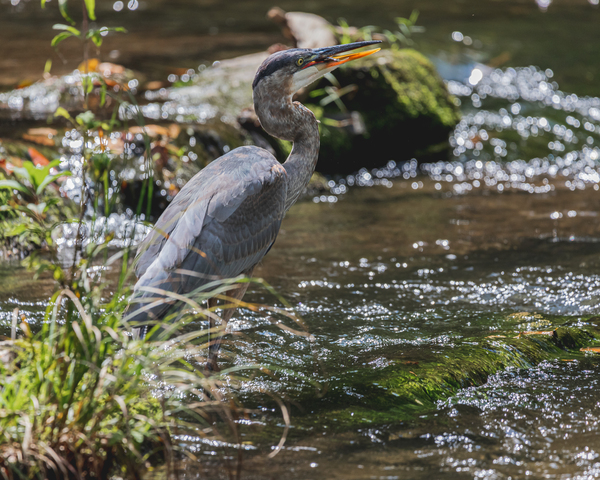 Great Blue Heron Fishing by Aperture Adventure Delaney Van