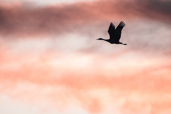 Sandhill Crane Silhouette At Sunrise by Aperture Adventure Delaney Van