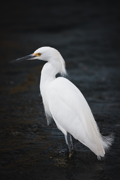 Snowy Egret by Aperture Adventure Delaney Van