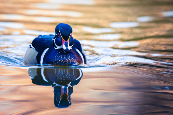 Wood Duck  Print