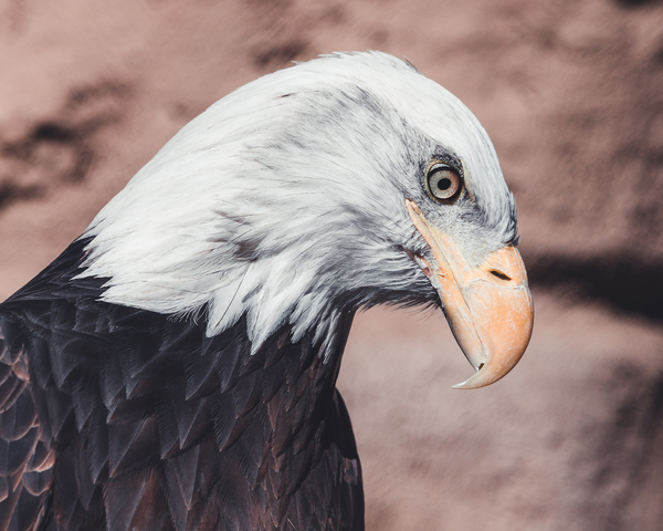 Bald Eagle by Aperture Adventure Delaney Van