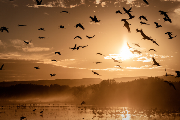 Cranes Flying At Sunset by Aperture Adventure Delaney Van