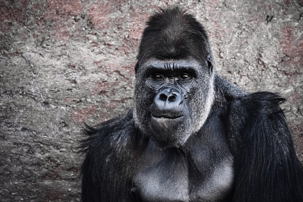 Gorilla Portrait by Aperture Adventure Delaney Van