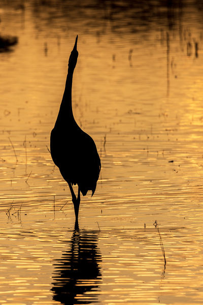 Golden Water and Sandhill Crane Silhouette by Aperture Adventure Delaney Van
