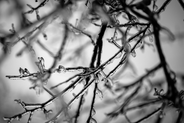 Ice Covered Twigs Print