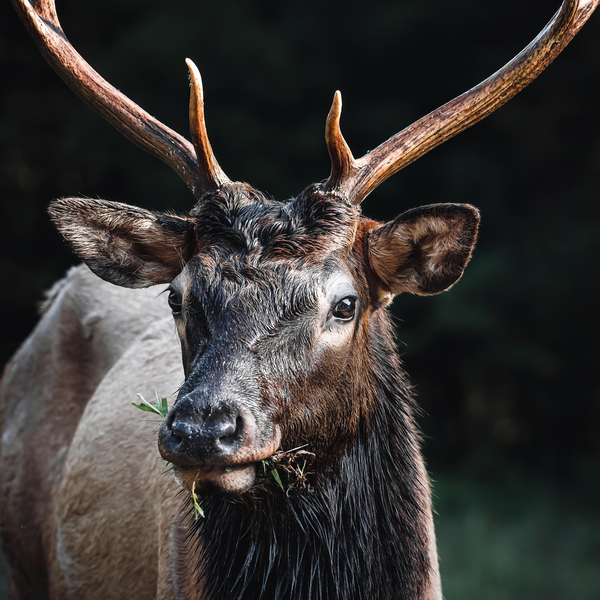 Large Male Elk Eating Grass by Aperture Adventure Delaney Van