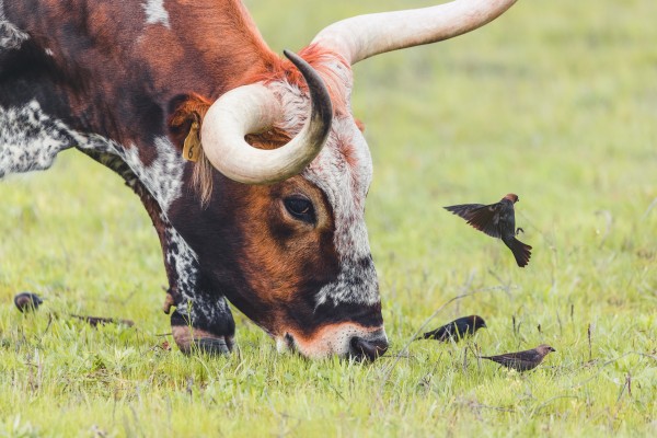 Longhorn and birds by Aperture Adventure Delaney Van