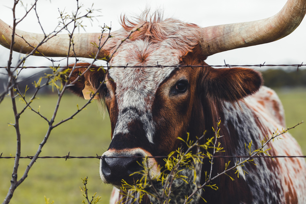 Longhorn in a Pasture by Aperture Adventure Delaney Van