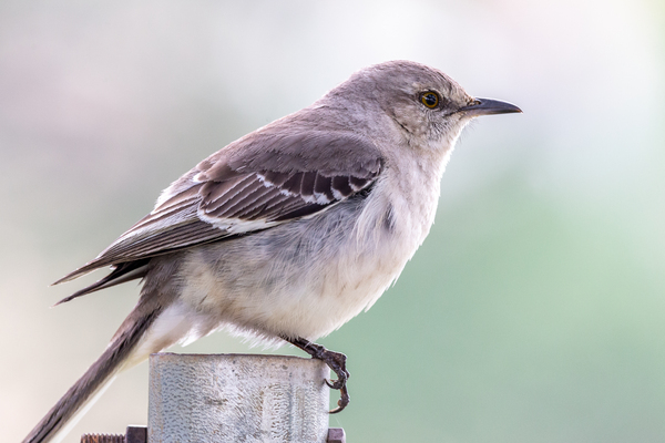 Mockingbird - The Texas State Bird by Aperture Adventure Delaney Van