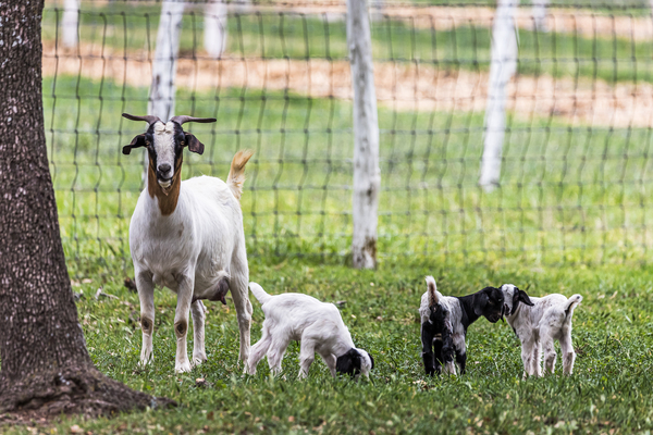 Momma goat with her babies by Aperture Adventure Delaney Van