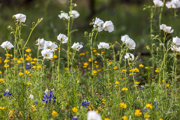 Native Texas Wildflowers by Aperture Adventure Delaney Van