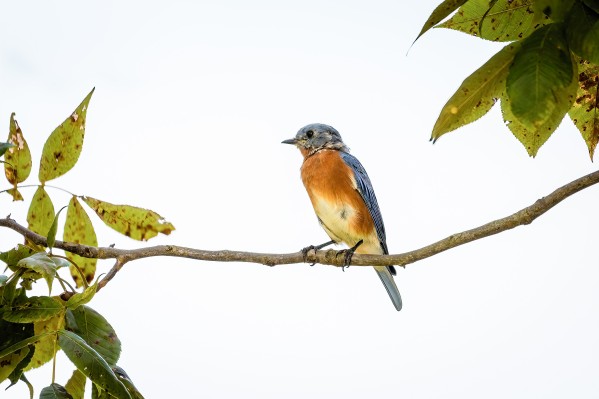Perched Blue Bird by Aperture Adventure Delaney Van