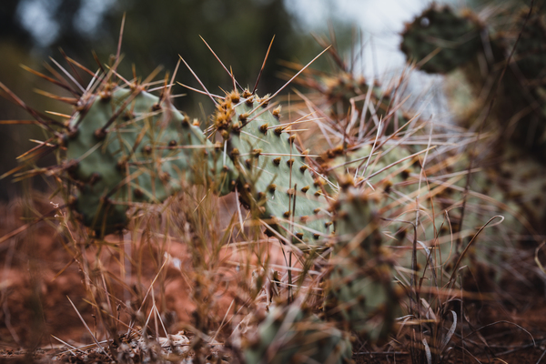 Prickly Pear Cactus by Aperture Adventure Delaney Van
