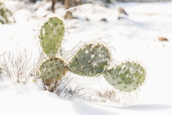 Prickly Pear Cactus Covered In Ice  Print