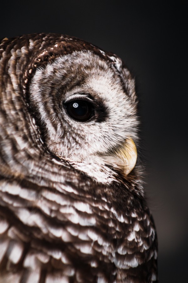 Profile View of a Barred Owl by Aperture Adventure Delaney Van