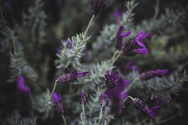 Purple Butterfly Bush by Aperture Adventure Delaney Van