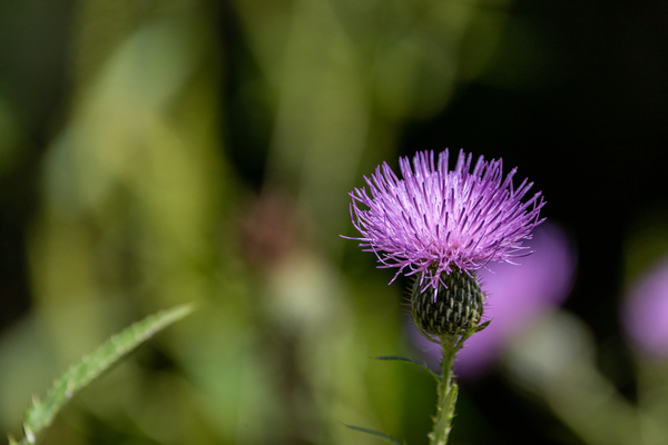 Purple Fluffy Spear Thistle Flower by Aperture Adventure Delaney Van