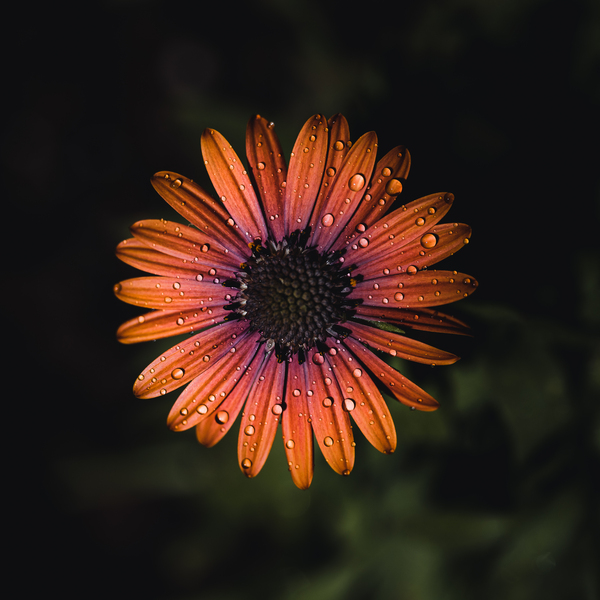 Rain drops on an orange daisy by Aperture Adventure Delaney Van