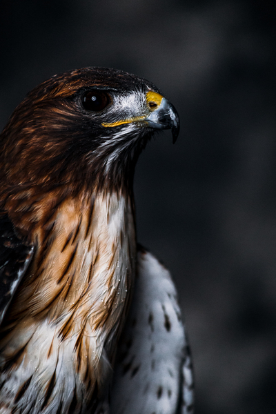 Red Tailed Hawk Profile by Aperture Adventure Delaney Van