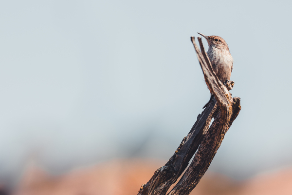 Rock Wren by Aperture Adventure Delaney Van
