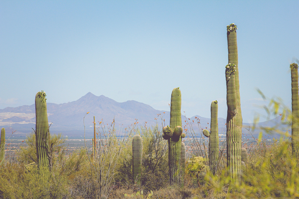 Saguaro National Park Print