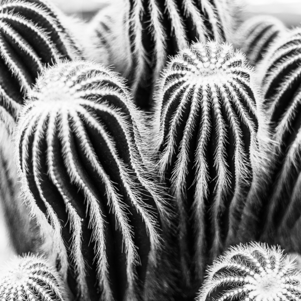 San Pedro Cactus Black and White Print
