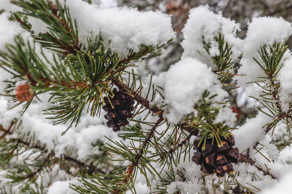 Snow covered pine cone by Aperture Adventure Delaney Van