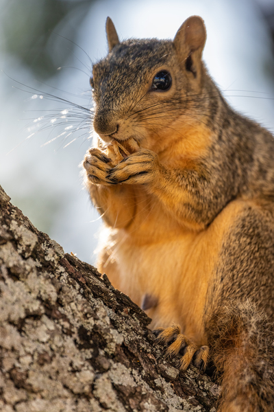 Squirrel Snacking on a Walnut by Aperture Adventure Delaney Van