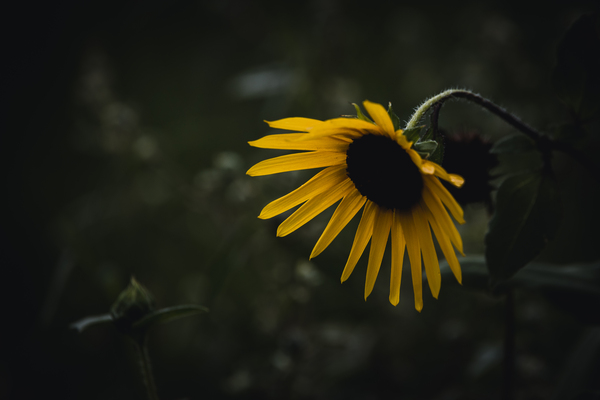 Sunflower Blooms by Aperture Adventure Delaney Van