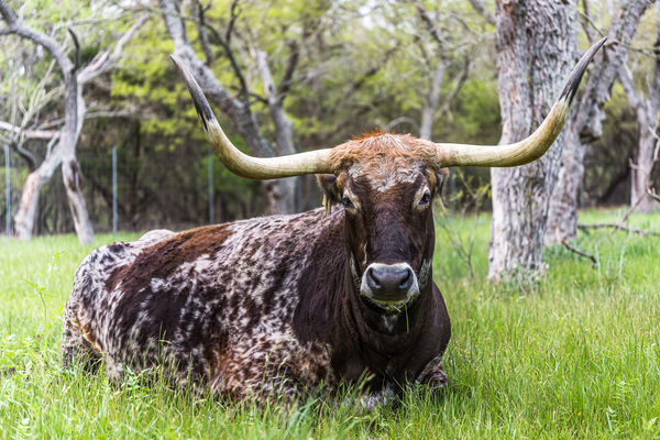 Texas Longhorn by Aperture Adventure Delaney Van
