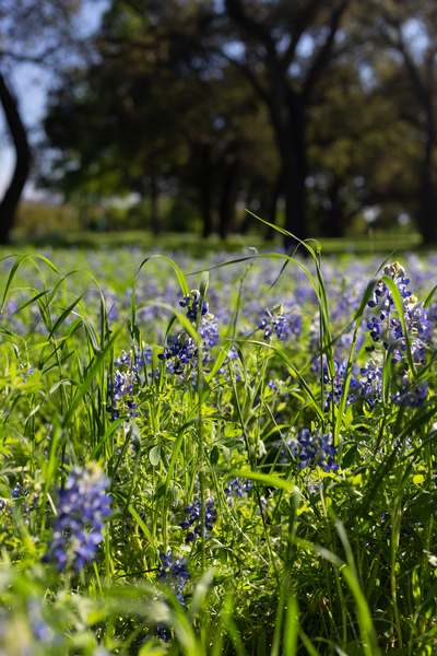 Texas Wildflowers in a Field of green Grass by Aperture Adventure Delaney Van