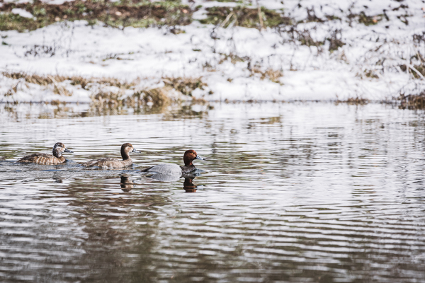 Three Ducks In Winter by Aperture Adventure Delaney Van